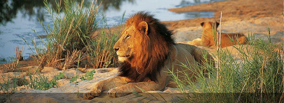 Watch the Timbavati lions at Kings Pool Camp