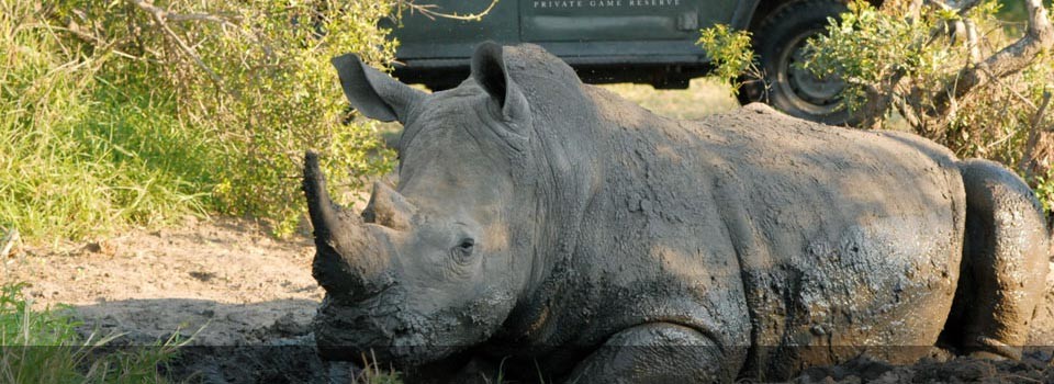 View the rhino at Kings Pool Camp