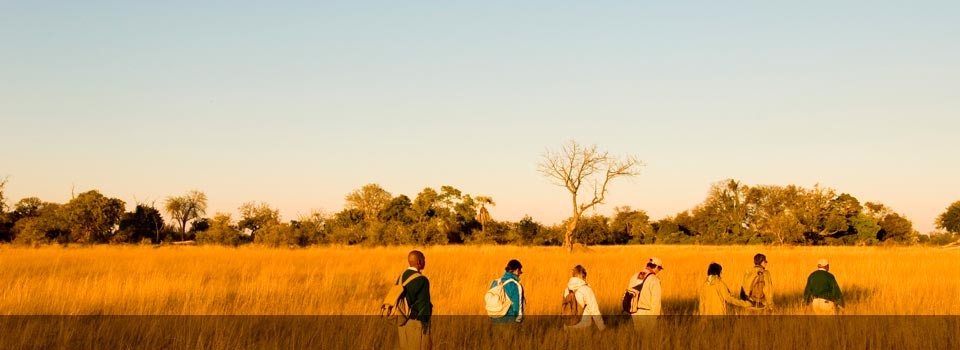 Take a Walking Safari at Xugana Island Lodge