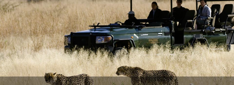 Enjoying a Botswana Game Viewing experience 
