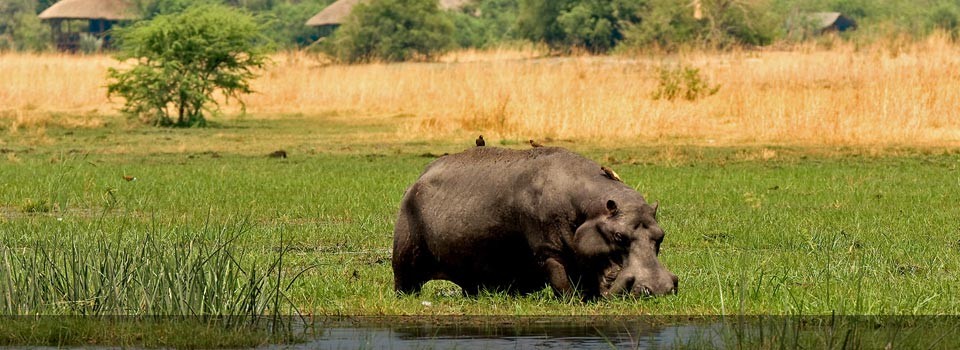 A hippo enjoying the vegetation of the Okavango Delta