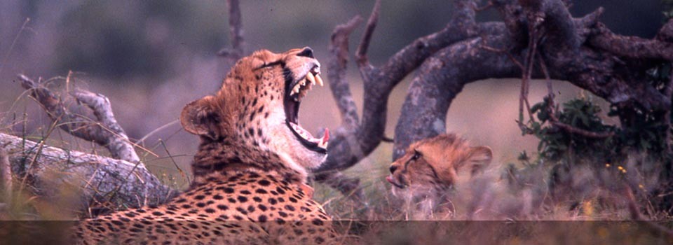 Samara Private Game Reserve boasts some of the best cheetah viewing in Southern Africa
