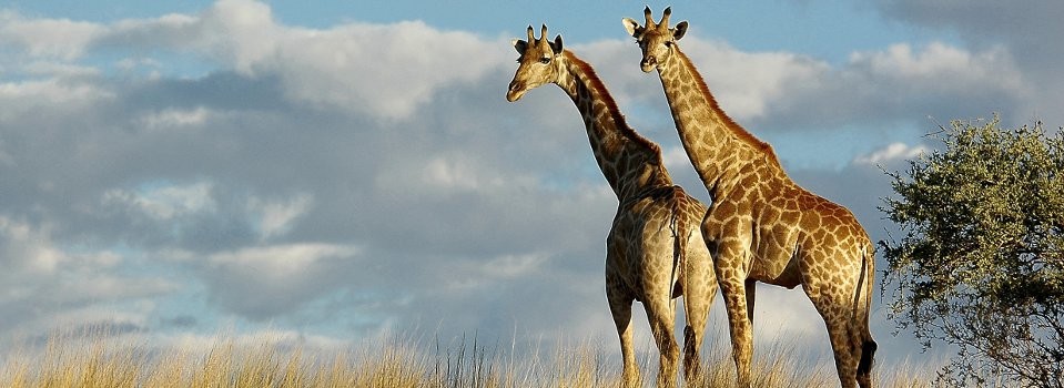 Tswalu Wildlife