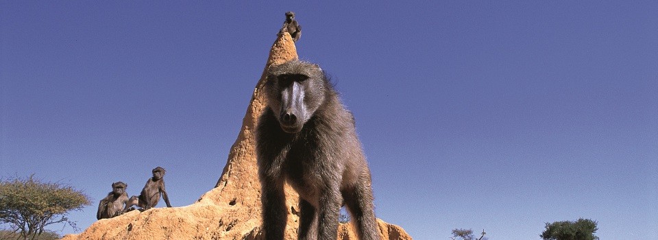Wildlife