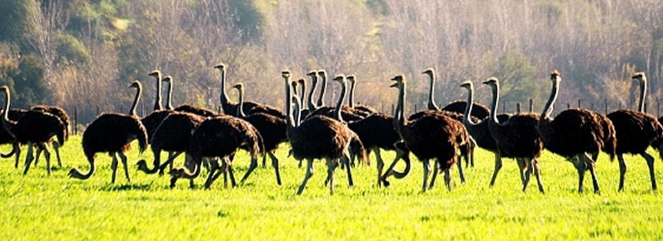 De Opstal Ostriches