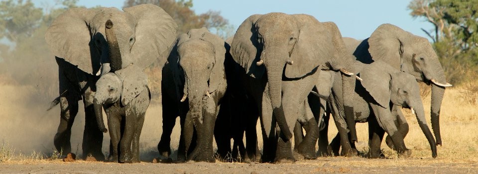 Wildlife excursion from Royal Chundu Zambezi River Lodge