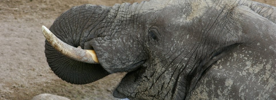 Elephant at Leroo La Tau