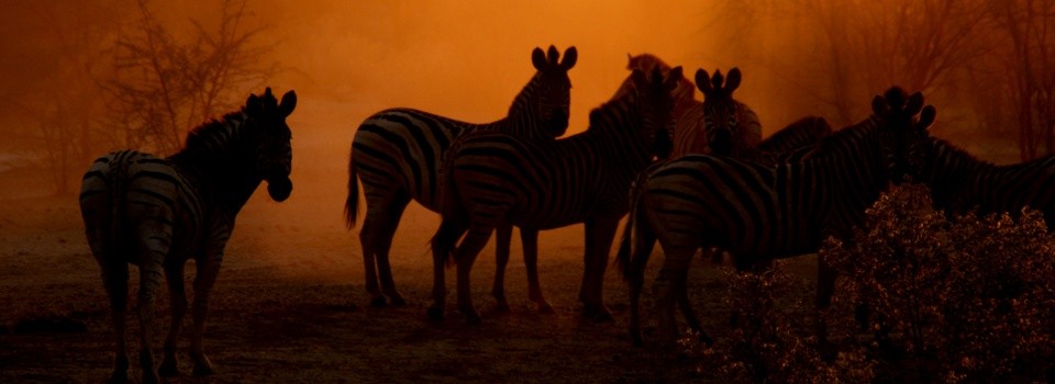 Zebra sighting at Leroo La Tau