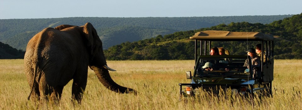 Game Drive at Shamwari