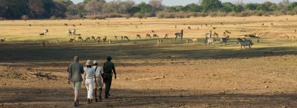 Zebra Plains Walking Safaris