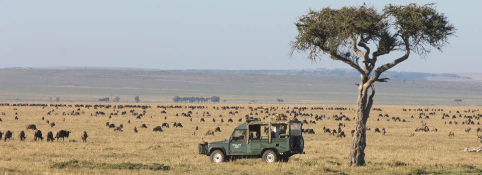 Governors' Camp game drive in the Masai Mara, Kenya