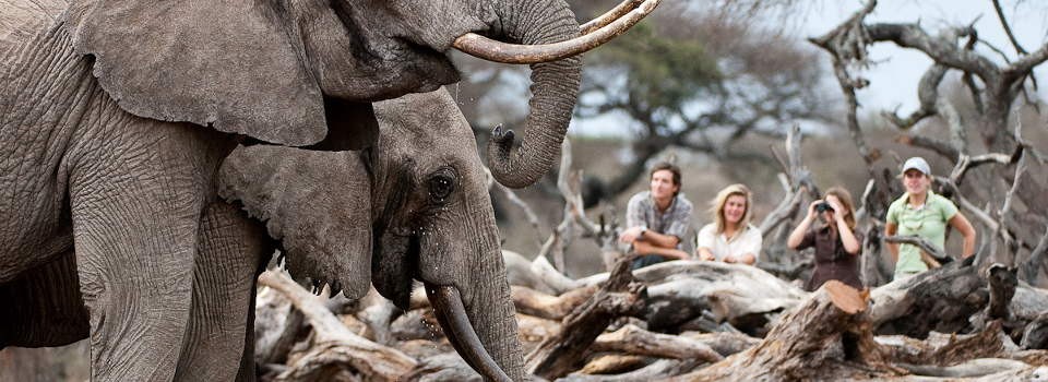 Elephant sighting from the open-air hide at Ol Donyo Lodge in Kenya