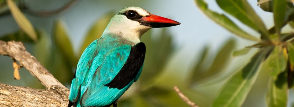 Woodland Kingfisher at Ulusaba | Image by Trevor Savage