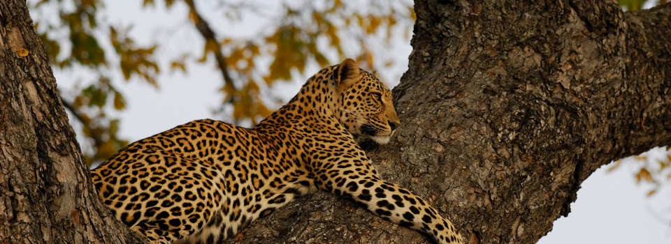 Leopard sighting at Ulusaba | Image by Trevor Savage