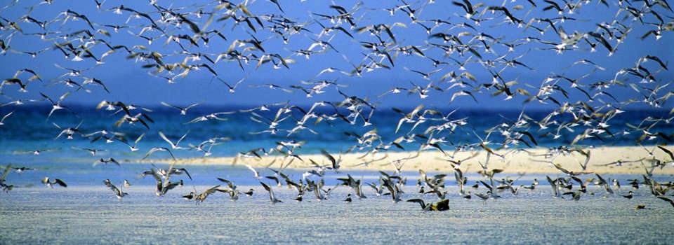 Birdlife at Mnemba Island, Zanzibar