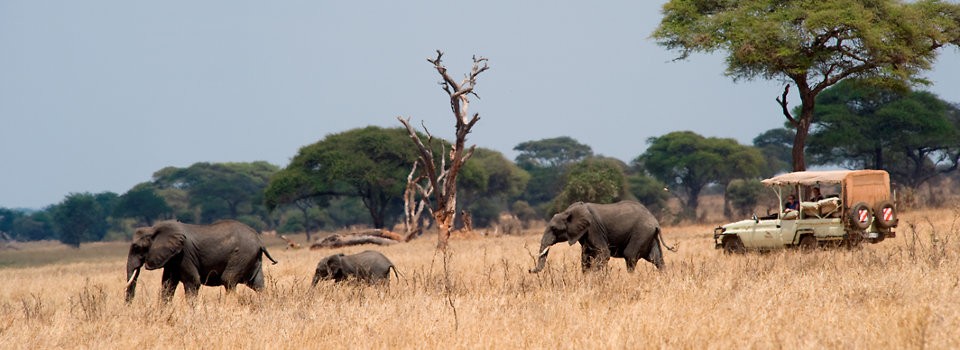 Game drive at Sanctuary Swala