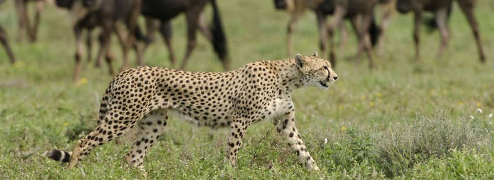 Cheetah sighting on the Serengeti