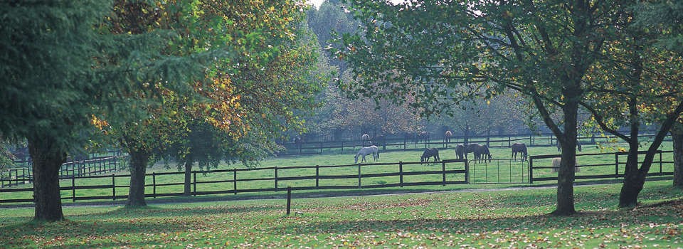Paddock at Hartford House, South Africa