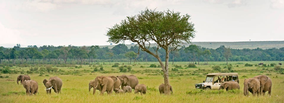 Game drive on the Masai Mara in Kenya