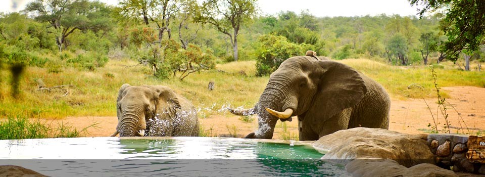 The game viewing at Motswari Private Game Reserve is world class 