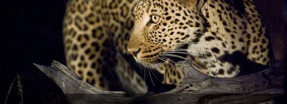 An excellent sighting of a leopard on a night game drive at Simbavati River Lodge 