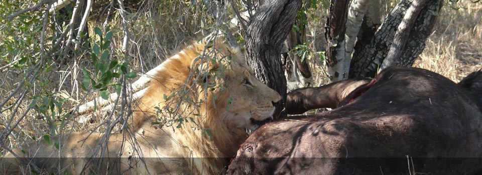 Male Lion at Simbavati River Lodge 