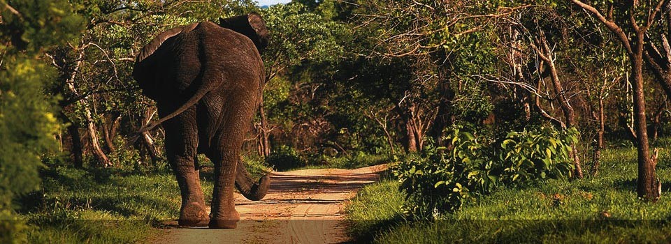 Royal Malewane boasts excellent game viewing 