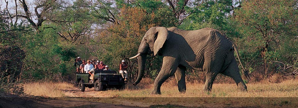 Londolozi offers spectacular Game Viewing 