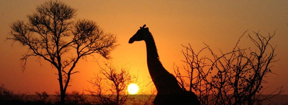 A giraffe at sunset in the Kruger National Park 