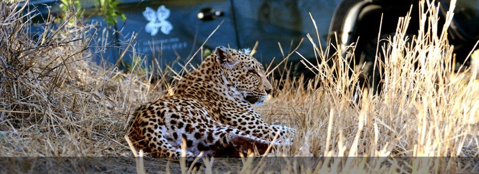 Londolozi is famous for its leopard sightings 