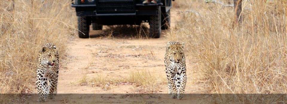 Savanna Private Game Reserve boast excellent game viewing 
