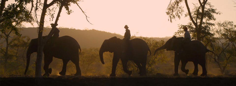 Watch the elephants at Leopard Hills Private Game Reserve