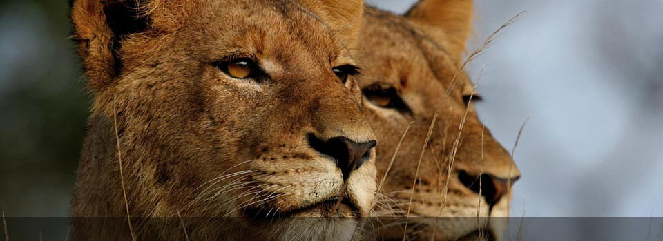 View the lions at Leopard Hills Private Game Reserve